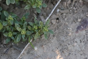 Prostrate pigweed flowers