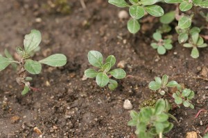 Prostrate pigweed seedlings