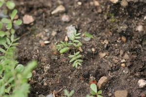 Puncturevine seedling
