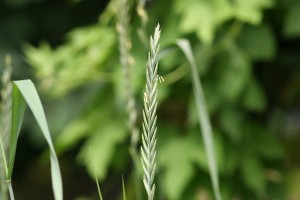 Quackgrass seedhead