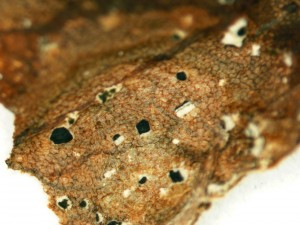 Raised Myrothecium sporodochia on leaf surface