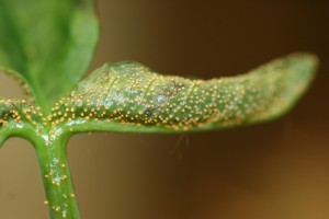 Raised rust pustules on lower surface of leaf