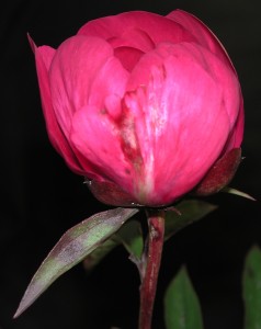 Red spot infected peony flower