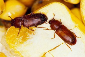 Red flour beetle adults on corn