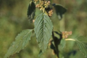 Redroot pigweed leaf