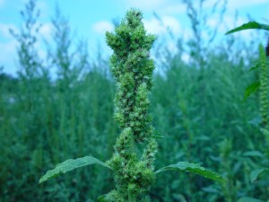 Redroot pigweed seedhead