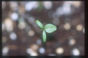 Redroot pigweed seedling