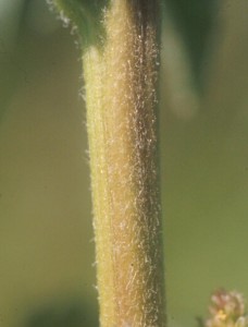 Redroot pigweed stem