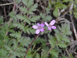 Redstem filaree flowers and fruit