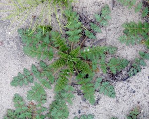 Redstem filaree rosette