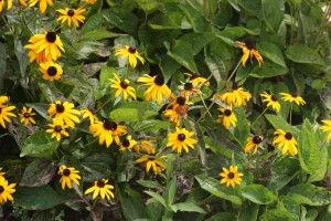 Rudbeckia planting infected with Septoria leaf spot