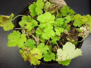 Rust lesions on Heuchera