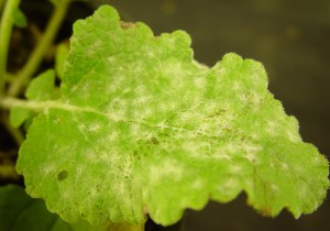 Salvia-leaf-infected-with-powdery-mildew-300x210