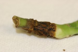 Sclerotia on geranium stem