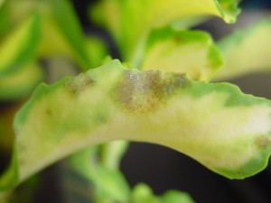 Sedum-leaf-infected-with-powdery-mildew-300x225