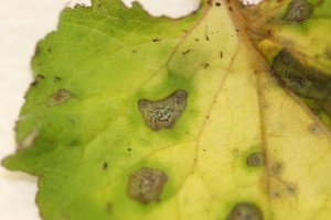 Septoria lesion with pycnidia on Heuchera leaf