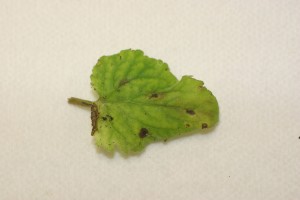 Septoria lesions on Heuchera leaf