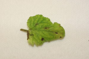 Septoria leaf spot - Plant & Pest Diagnostics