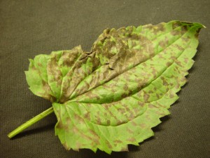 Septoria lesions on Rudbeckia leaf