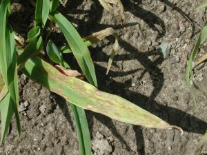 Severely infected leaf