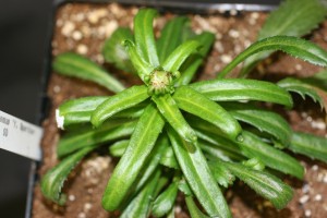 Shasta daisy with distorted foliage