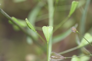 Shepherds purse fruit