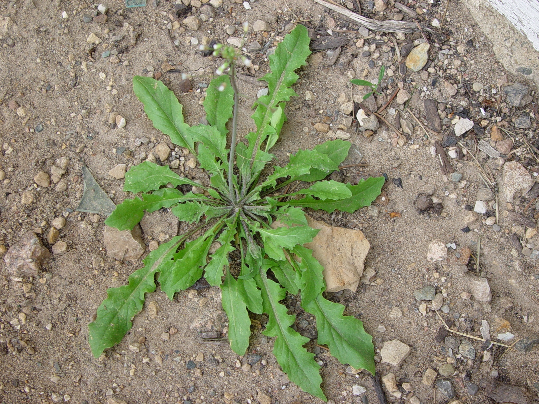 Shepherd's Purse Plant Image & Photo (Free Trial) | Bigstock