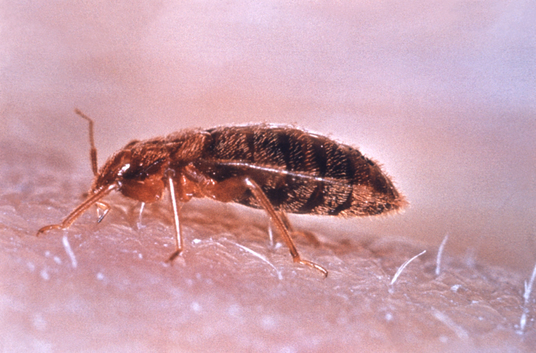 Common Bed Bug (Cimex lectuarius) .