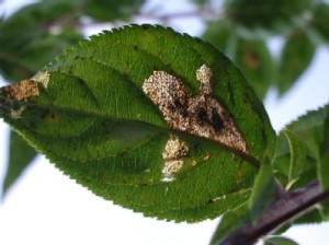 Skeletonized Crab Apple Leaf