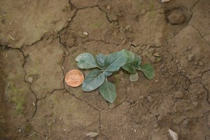 Smooth groundcherry seedling