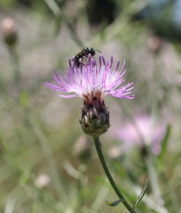 Spotted knapweed flower
