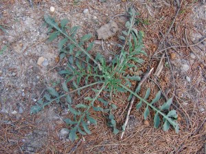 Spotted knapweed rosette