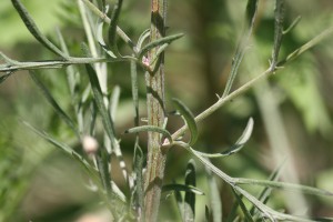Spotted knapweed stem
