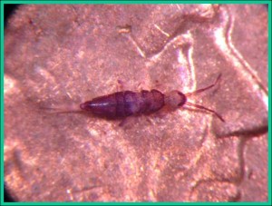 Springtail on a penny