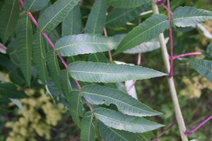 Staghorn sumac leaflet