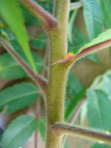 Staghorn sumac stem