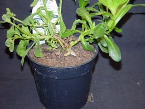 Stem lesions on Osteospermum