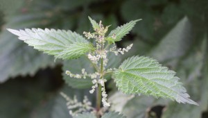 Stinging nettle foliage flowers