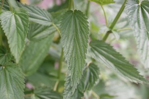 Stinging nettle leaf