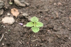 Stinging nettle seedling