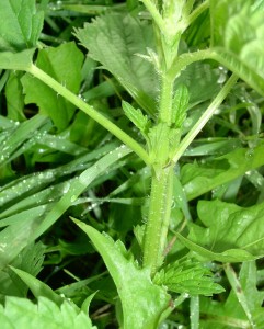 Stinging nettle stem