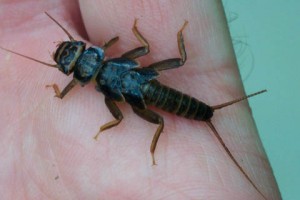 Stonefly Nymph on a human hand