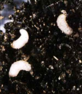 Strawberry root weevil larva in soil