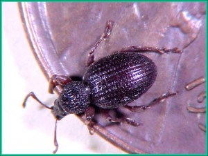Strawberry root weevil on penny