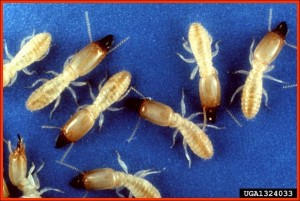 Eastern Subterranean termites soldiers