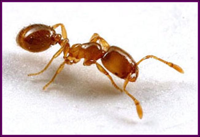 grease ants
