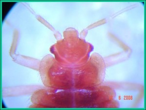 Bed Bugs Thorax head view