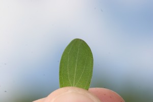 Transparent dots visible on leaf