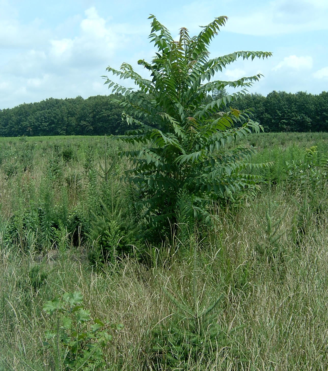tree-of-heaven – ailanthus altissima - plant & pest diagnostics