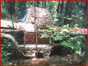 Pick up Truck Enveloped By Yellowjacket Nest